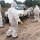 عاجل -كوفيد - 19 : غامبيا تسجل حالة وفاة واحدة جديدة من الفيروس